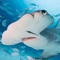 أيقونة The Hammerhead Shark